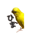 セキセイインコ るち（個別スタンプ：19）