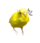 セキセイインコ るち（個別スタンプ：21）