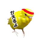 セキセイインコ るち（個別スタンプ：22）