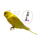 セキセイインコ るち（個別スタンプ：23）