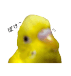 セキセイインコ るち（個別スタンプ：24）