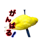 セキセイインコ るち（個別スタンプ：25）