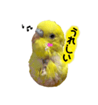 セキセイインコ るち（個別スタンプ：26）