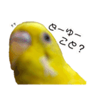 セキセイインコ るち（個別スタンプ：27）
