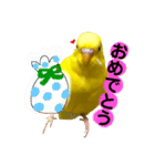 セキセイインコ るち（個別スタンプ：29）