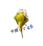 セキセイインコ るち（個別スタンプ：30）