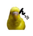 セキセイインコ るち（個別スタンプ：31）