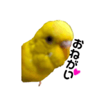 セキセイインコ るち（個別スタンプ：33）