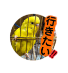 セキセイインコ るち（個別スタンプ：34）