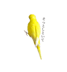 セキセイインコ るち（個別スタンプ：36）