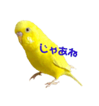セキセイインコ るち（個別スタンプ：37）