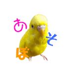 セキセイインコ るち（個別スタンプ：38）