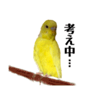 セキセイインコ るち（個別スタンプ：39）