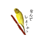 セキセイインコ るち（個別スタンプ：40）