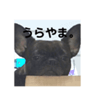 長瀬家のフレブル（個別スタンプ：4）