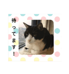 けいとちゃん（個別スタンプ：1）