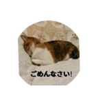 けいとちゃん（個別スタンプ：3）