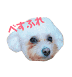 ミクとふらん（個別スタンプ：24）