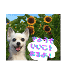 コンタさんの日常03（個別スタンプ：3）