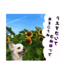 コンタさんの日常03（個別スタンプ：4）