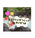 コンタさんの日常03（個別スタンプ：12）