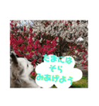 コンタさんの日常03（個別スタンプ：16）