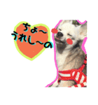コンタさんの日常03（個別スタンプ：17）