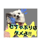 コンタさんの日常03（個別スタンプ：30）