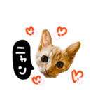 猫のきいちゃん（個別スタンプ：15）