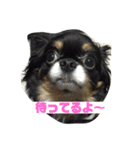 チワズとやなfam（個別スタンプ：1）