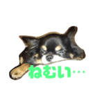 チワズとやなfam（個別スタンプ：2）