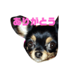 チワズとやなfam（個別スタンプ：3）