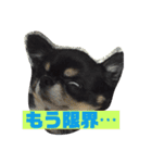 チワズとやなfam（個別スタンプ：13）
