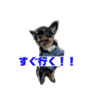 チワズとやなfam（個別スタンプ：16）