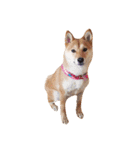 柴犬ももちゃん 写真バージョン（個別スタンプ：1）