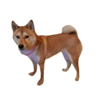 柴犬ももちゃん 写真バージョン（個別スタンプ：2）