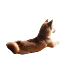柴犬ももちゃん 写真バージョン（個別スタンプ：3）