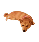 柴犬ももちゃん 写真バージョン（個別スタンプ：4）
