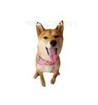 柴犬ももちゃん 写真バージョン（個別スタンプ：5）