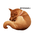 柴犬ももちゃん 写真バージョン（個別スタンプ：6）