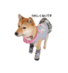柴犬ももちゃん 写真バージョン（個別スタンプ：7）
