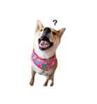 柴犬ももちゃん 写真バージョン（個別スタンプ：10）
