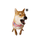 柴犬ももちゃん 写真バージョン（個別スタンプ：12）