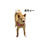 柴犬ももちゃん 写真バージョン（個別スタンプ：13）