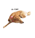 柴犬ももちゃん 写真バージョン（個別スタンプ：14）