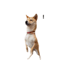 柴犬ももちゃん 写真バージョン（個別スタンプ：15）
