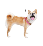 柴犬ももちゃん 写真バージョン（個別スタンプ：17）