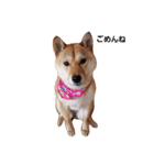 柴犬ももちゃん 写真バージョン（個別スタンプ：19）