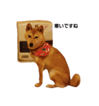 柴犬ももちゃん 写真バージョン（個別スタンプ：20）