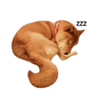 柴犬ももちゃん 写真バージョン（個別スタンプ：21）